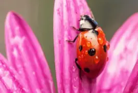bichito de luz sobre flor