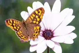 mariposa sobre margarita 2