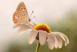 mariposa sobre margarita