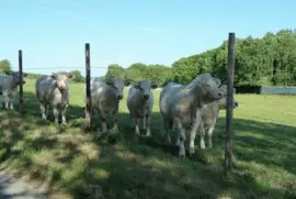 Charolais bullocks