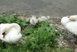 Swan and cygnets
