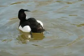 Tufted duck