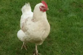 Chicken 2