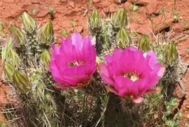 Cactus Flowers  Arizona Desert