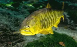 Dourado do Pantanal - MS jigsaw puzzle