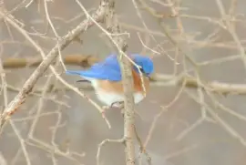 Bluebird on a Cold Day