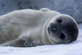 CrÃ­a de Foca de Weddell