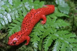 Salamandra Roja