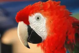 Guacamayo (Ara Macao)