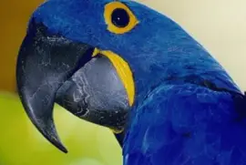 Guacamayo Spix - Brasil