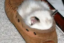 פאזל של cozy-40