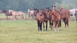 Horses