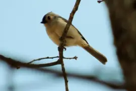 Tufted Titmouse