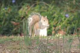 Squirrel