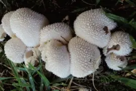 Lycoperdon Curtisii