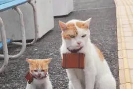 426423_359997487442558_2049151169_n