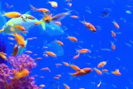 פאזל של fishy-43