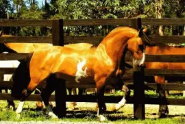 raÃ§a pura jigsaw puzzle