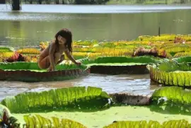 amazonia jigsaw puzzle