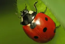 Marieta de set punts