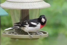 Rose Breasted Grosbeak