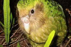Kakapo - Nueva Zelandia