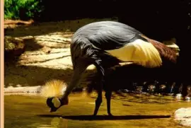 Grulla coronada - Ãfrica