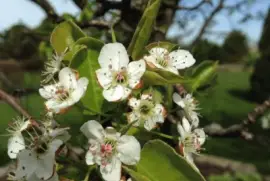 Pear Tree Blooming 5/4/14