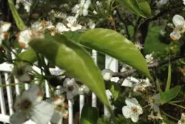 Pear Tree Blooming 5/3/14