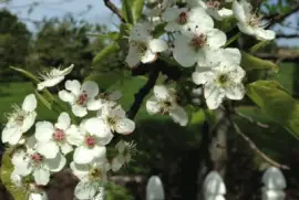 Pear Trees Blooming 5/3/14