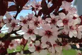Plum tree Blooms