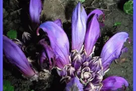 Hierba de sotierra (Lathraea clandestina)