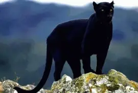 - linda magestosa jigsaw puzzle