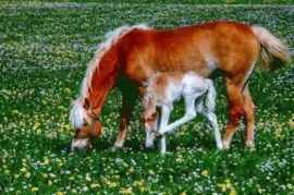 - momento mÃ£e jigsaw puzzle