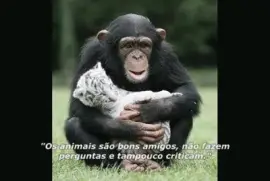 - macaco jigsaw puzzle