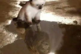 - linda,(22) jigsaw puzzle