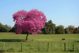 - magestosa jigsaw puzzle