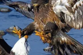 - gaviÃ£o jigsaw puzzle