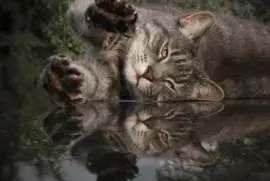 - gato,(5) jigsaw puzzle