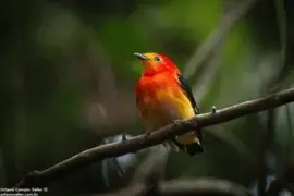 - linda,(28) jigsaw puzzle