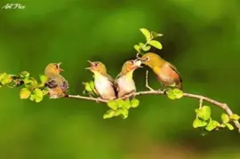 - linda,(29) jigsaw puzzle