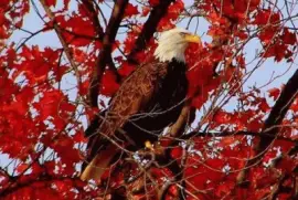 - lindo,(30) jigsaw puzzle