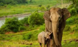 - momento mÃ£es,(01) jigsaw puzzle