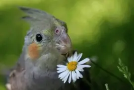 - calopsita jigsaw puzzle