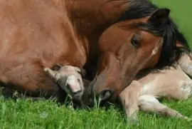 - mÃ£e e filho jigsaw puzzle