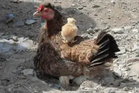 - mÃ£e e filhos jigsaw puzzle