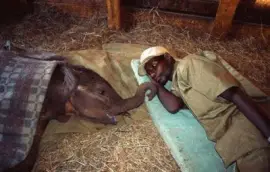 - linda imagem jigsaw puzzle