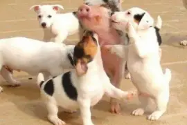 - que festa jigsaw puzzle