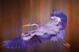 - bom piloto jigsaw puzzle