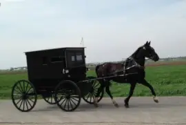 Amish Horse   Buggy